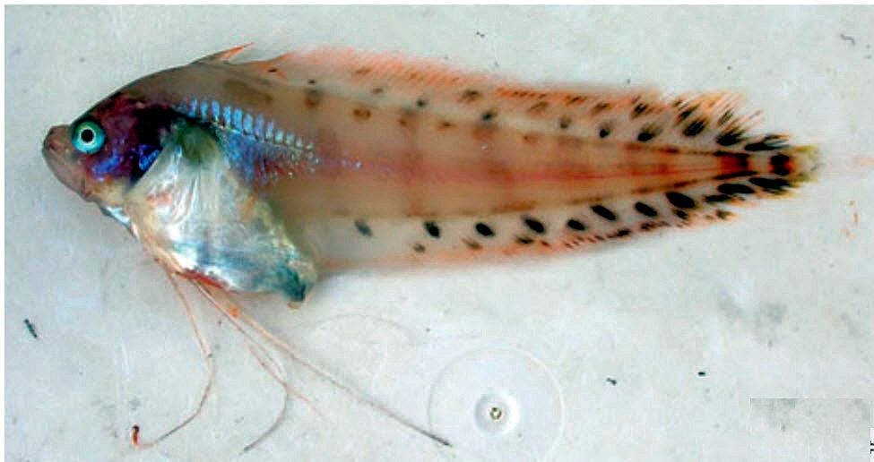 Eretmophorus kleinenbergi_02.jpg